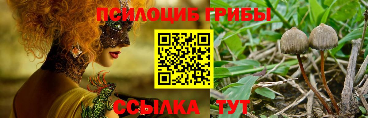 Серпухов  Псилоцибиновые грибы Psilocybine cubensis  Вход с VPN 